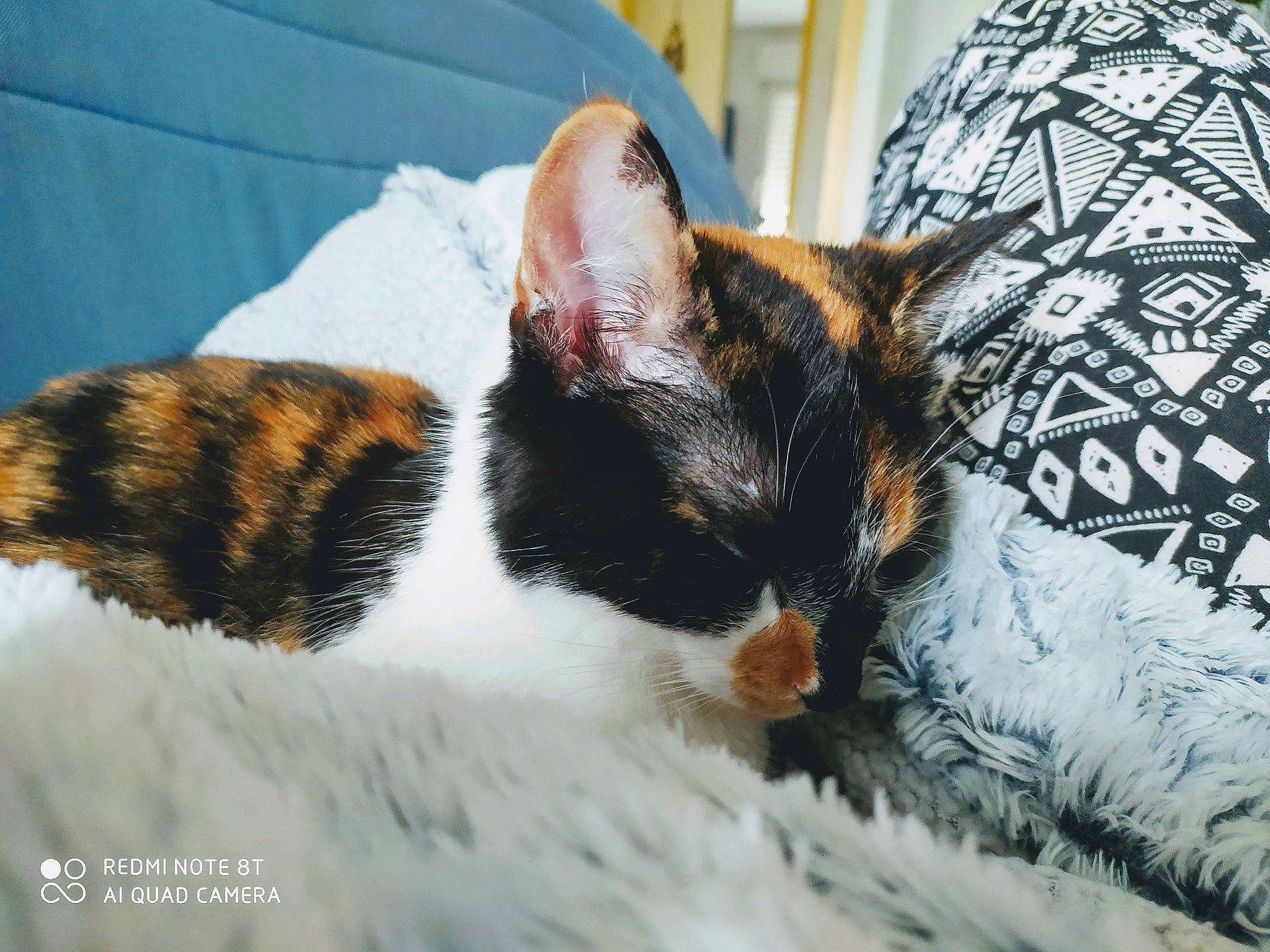 Wendy participe au concours pour gagner de l'argent avec cette photo : aegean_cat, american_wirehair, asian, carnivore, cat, domestic_short_haired_cat, ear, european_shorthair, eye, felidae, fur, german_rex, kitten, nap, small_to_medium_sized_cats, snout, tree, whiskers
