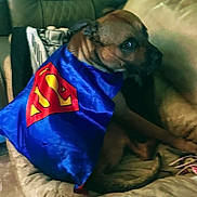 Soulja joined the competition — help win amazing prizes! animal, brown_dog, canine, cape, chain, collar, costume, couch, dog, domestic_animal, fabric, furniture, home, indoor, looking_back, pet, sitting, soft_lighting, superman_logo, wrapped