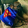 animal, brown_dog, canine, cape, chain, collar, costume, couch, dog, domestic_animal, fabric, furniture, home, indoor, looking_back, pet, sitting, soft_lighting, superman_logo, wrapped