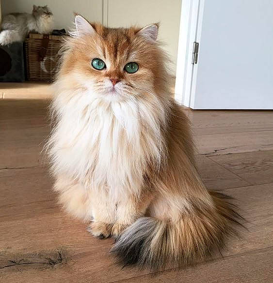 Plume participe au concours pour gagner de l'argent avec cette photo : american_curl, asian_semi_longhair, british_longhair, british_semi_longhair, carnivore, cat, domestic_long_haired_cat, fawn, felidae, fur, mammal, napoleon_cat, norwegian_forest_cat, persian, ragamuffin, siberian, small_to_medium_sized_cats, tail, vertebrate, whiskers