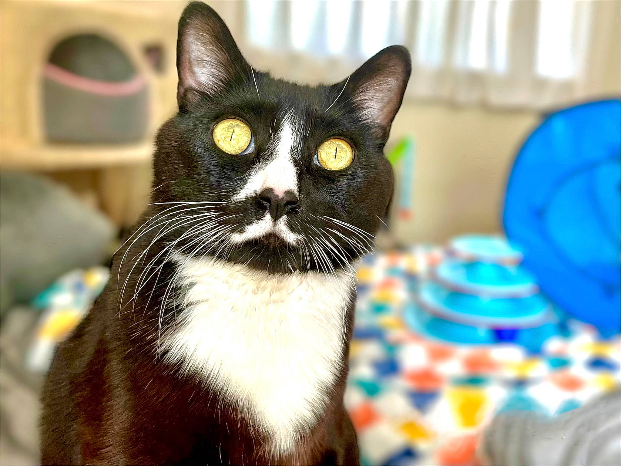 Bishop joined the competition — help win amazing prizes! box, carnivore, cat, cat_supply, domestic_short_haired_cat, electric_blue, event, felidae, fur, pattern, small_to_medium_sized_cats, snout, whiskers, window