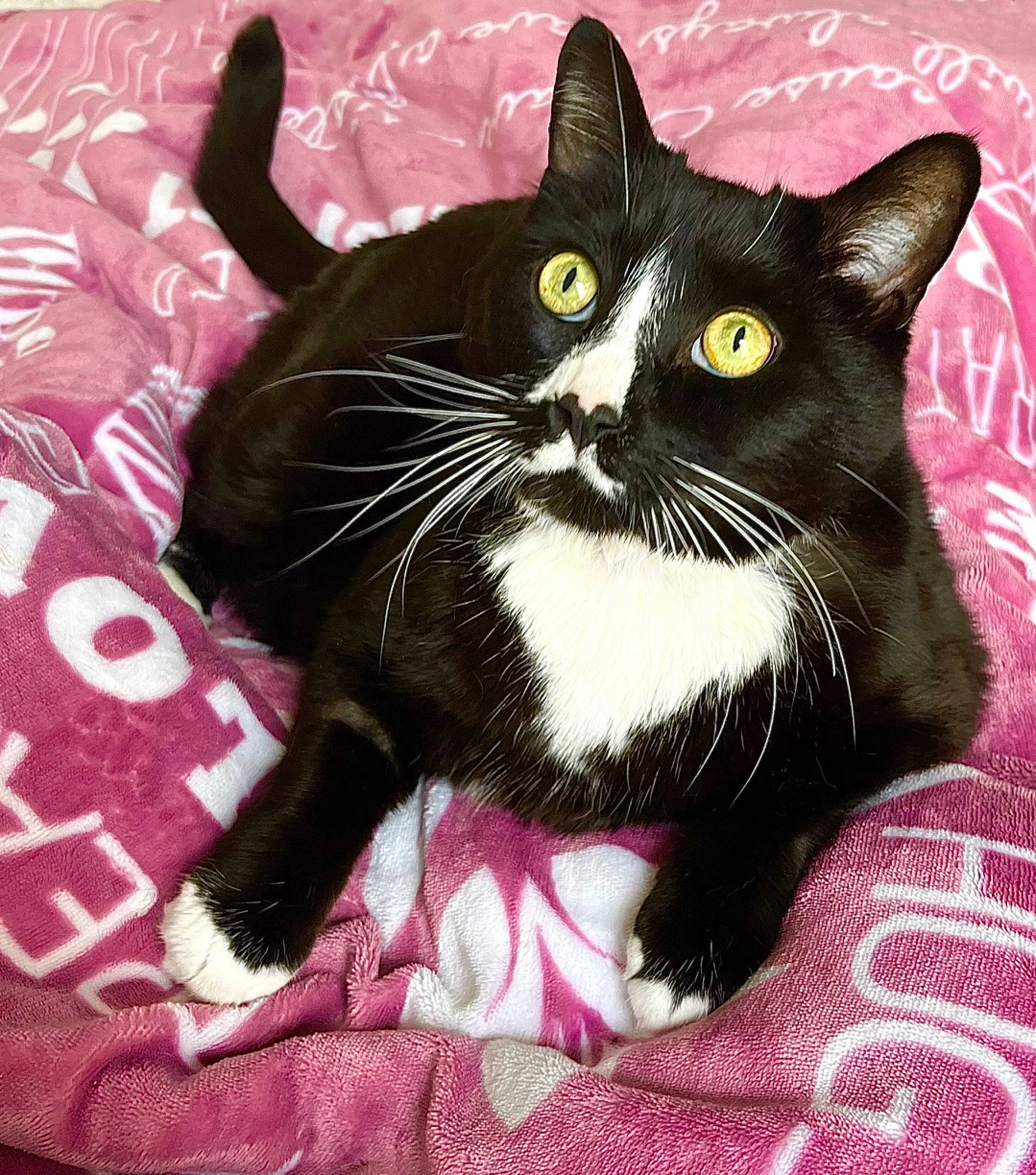 Bishop is registered to the contest to win money with this photo: black_cat, carnivore, cat, cat_supply, comfort, domestic_short_haired_cat, felidae, foot, fur, iris, magenta, paw, pet_supply, sitting, small_to_medium_sized_cats, snout, tail, whiskers