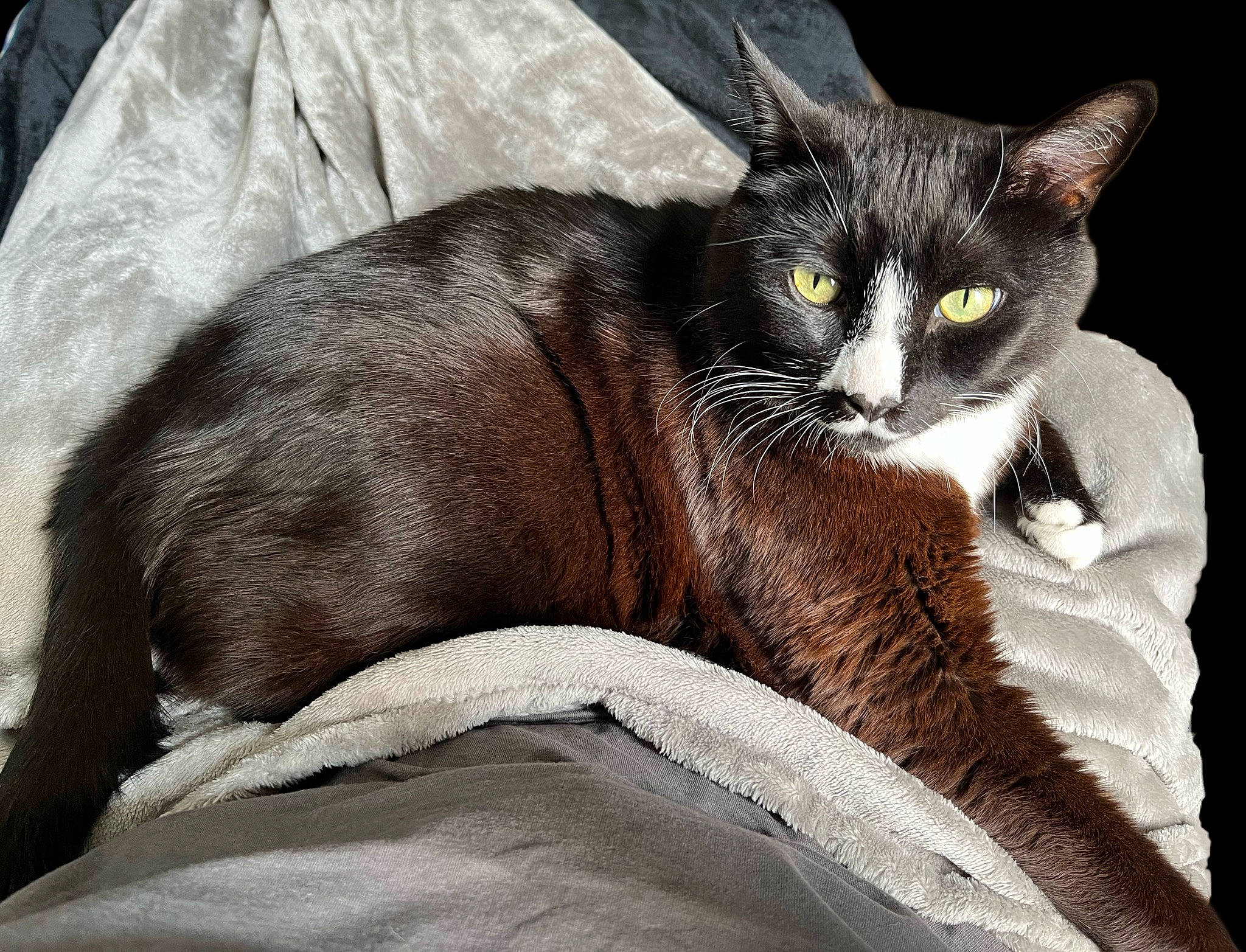 Bishop is registered to the contest to win money with this photo: black_cat, carnivore, cat, cat_furniture, cat_supply, claw, comfort, domestic_short_haired_cat, eye, felidae, fur, grey, paw, sitting, small_to_medium_sized_cats, snout, tail, terrestrial_animal, whiskers