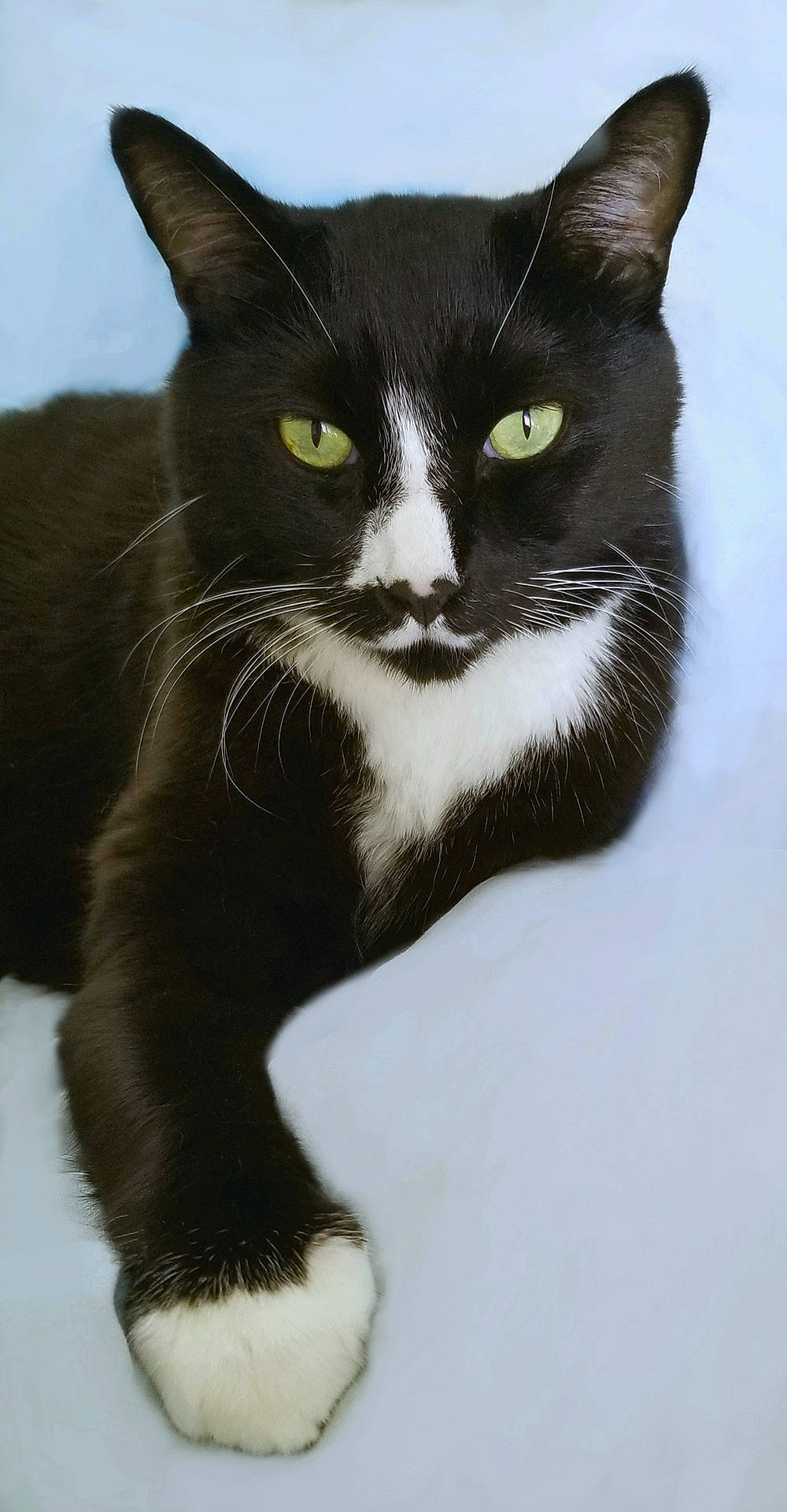 Bishop is registered to the contest to win money with this photo: american_wirehair, black_and_white, black_cat, carnivore, cat, domestic_short_haired_cat, felidae, mammal, small_to_medium_sized_cats, snout, tail, whiskers