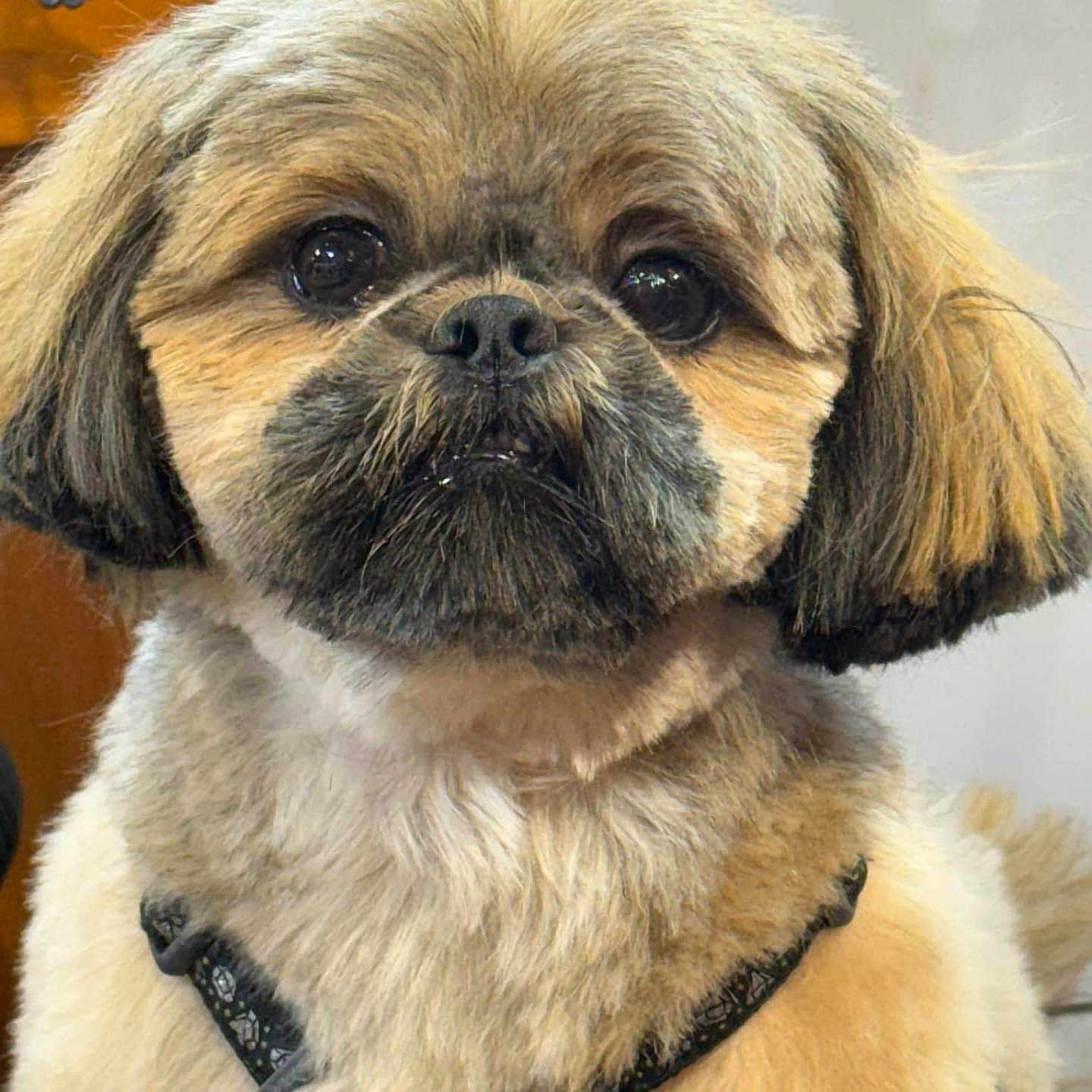 Tokyo participe au concours pour gagner de l'argent avec cette photo : affenpinscher, animal, canine, cockerspaniel, dog, pet, poodle, pug, puppy, snout, terrier