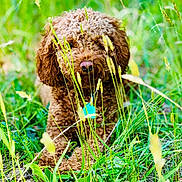 Tess joined the competition — help win amazing prizes! animal, brown_dog, canine, closeup, collar, curly_hair, cute, daylight, dog, field, fur, grass, greenery, nature, outdoor, pet, playful, relaxing, summer, tag