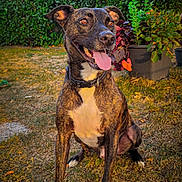 Reïko participe au concours pour gagner de l'argent avec cette photo : dog, brindle, happy, tongue_out, collar, sitting, grass, garden, plants, hedge, outdoor, sunlight, pet, canine, nature, greenery, daytime, animal, portrait, smiling