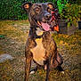 dog, brindle, happy, tongue_out, collar, sitting, grass, garden, plants, hedge, outdoor, sunlight, pet, canine, nature, greenery, daytime, animal, portrait, smiling