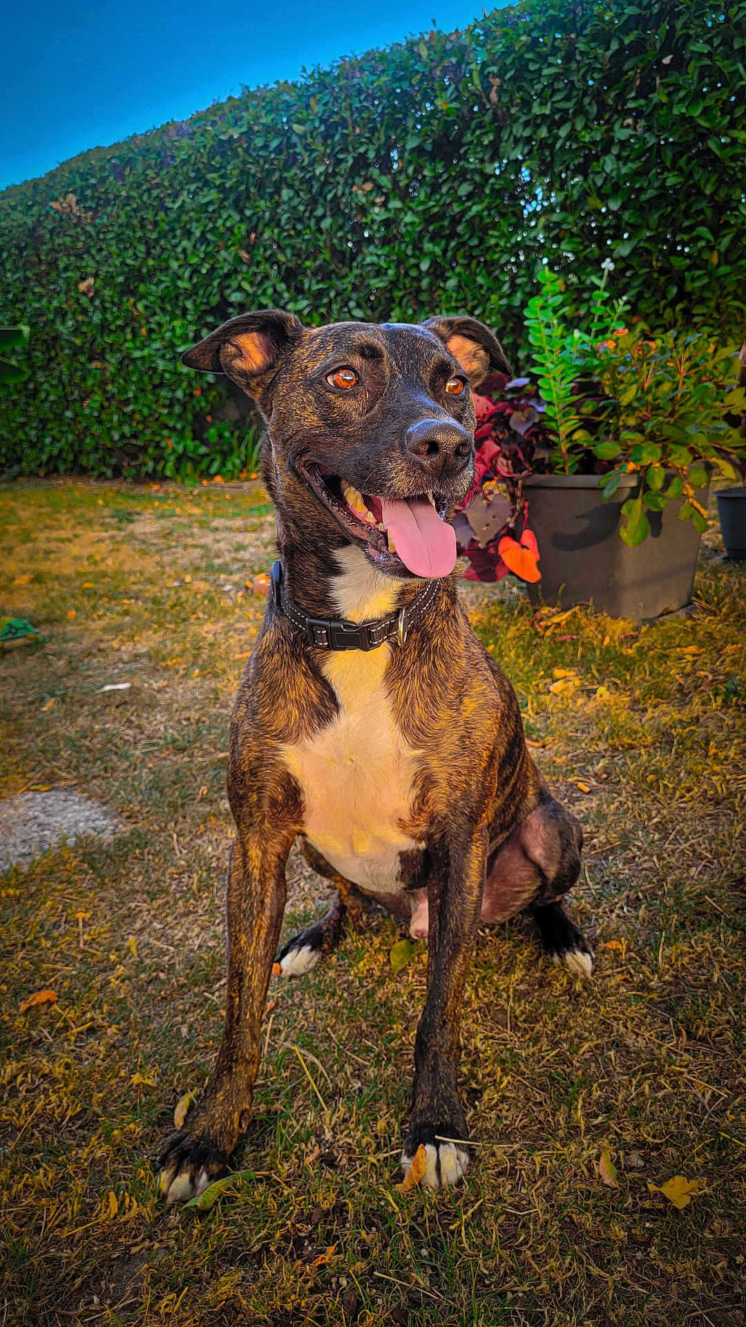 Reïko participe au concours pour gagner de l'argent avec cette photo : dog, brindle, happy, tongue_out, collar, sitting, grass, garden, plants, hedge, outdoor, sunlight, pet, canine, nature, greenery, daytime, animal, portrait, smiling