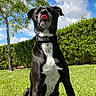 Bjorn is registered to the contest to win money with this photo: dog, black_dog, white_chest, tongue_out, collar, grass, outdoor, blue_sky, clouds, tree, bush, sunny, pet, canine, nature, playful, sitting, fur, animal, daytime