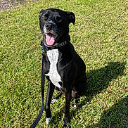 Bjorn is registered to the contest to win money with this photo: dog, black_dog, white_chest, grass, outdoor, sunlight, leash, happy, sitting, tongue_out, pet, canine, nature, smiling, daytime, greenery, shadow, collar, animal, park