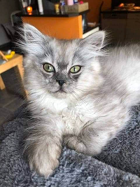 Biscuit participe au concours pour gagner de l'argent avec cette photo : carnivore, cat, claw, domestic_short_haired_cat, fawn, felidae, flooring, fur, grey, paw, photo_caption, plant, sitting, small_to_medium_sized_cats, snout, tail, terrestrial_animal, wheel, whiskers, window