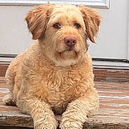 Oliver joined the competition — help win amazing prizes! animal, brown_nose, calm, curly_fur, cute, dog, domestic_animal, door, ears, fluffy, friendly, front_view, golden, lying_down, mammal, outdoor, paws, pet, portrait, wooden_step