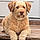 Oliver