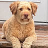 animal, brown_nose, calm, curly_fur, cute, dog, domestic_animal, door, ears, fluffy, friendly, front_view, golden, lying_down, mammal, outdoor, paws, pet, portrait, wooden_step