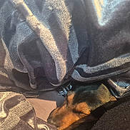 Dexter joined the competition — help win amazing prizes! dog, blanket, cozy, sleeping, pet, fur, snuggled, comfort, indoors, warm, brown, black, closeup, resting, cute, domestic_animal, wrapped, soft, relaxed, nap