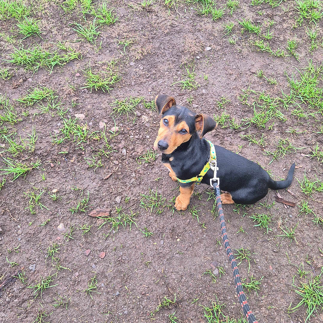 Dexter is registered to the contest to win money with this photo: animal, black_and_tan, canine, curious, cute, dirt, dog, grass, ground, harness, leash, looking_up, nature, outdoor, pet, puppy, sitting, small_dog, walk, young_dog