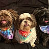 dog, small_dog, bandana, tie_dye, pet, cute, tongue_out, fur, sitting, indoors, couch, cozy, happy, tricolor, black_dog, brown_dog, white_dog, portrait, animal, companion
