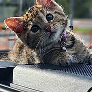 Mia joined the competition — help win amazing prizes! cat, kitten, tabby, pet, cute, animal, fur, whiskers, collar, bell, dashboard, car, outdoor, curious, portrait, closeup, face, ears, eyes, young
