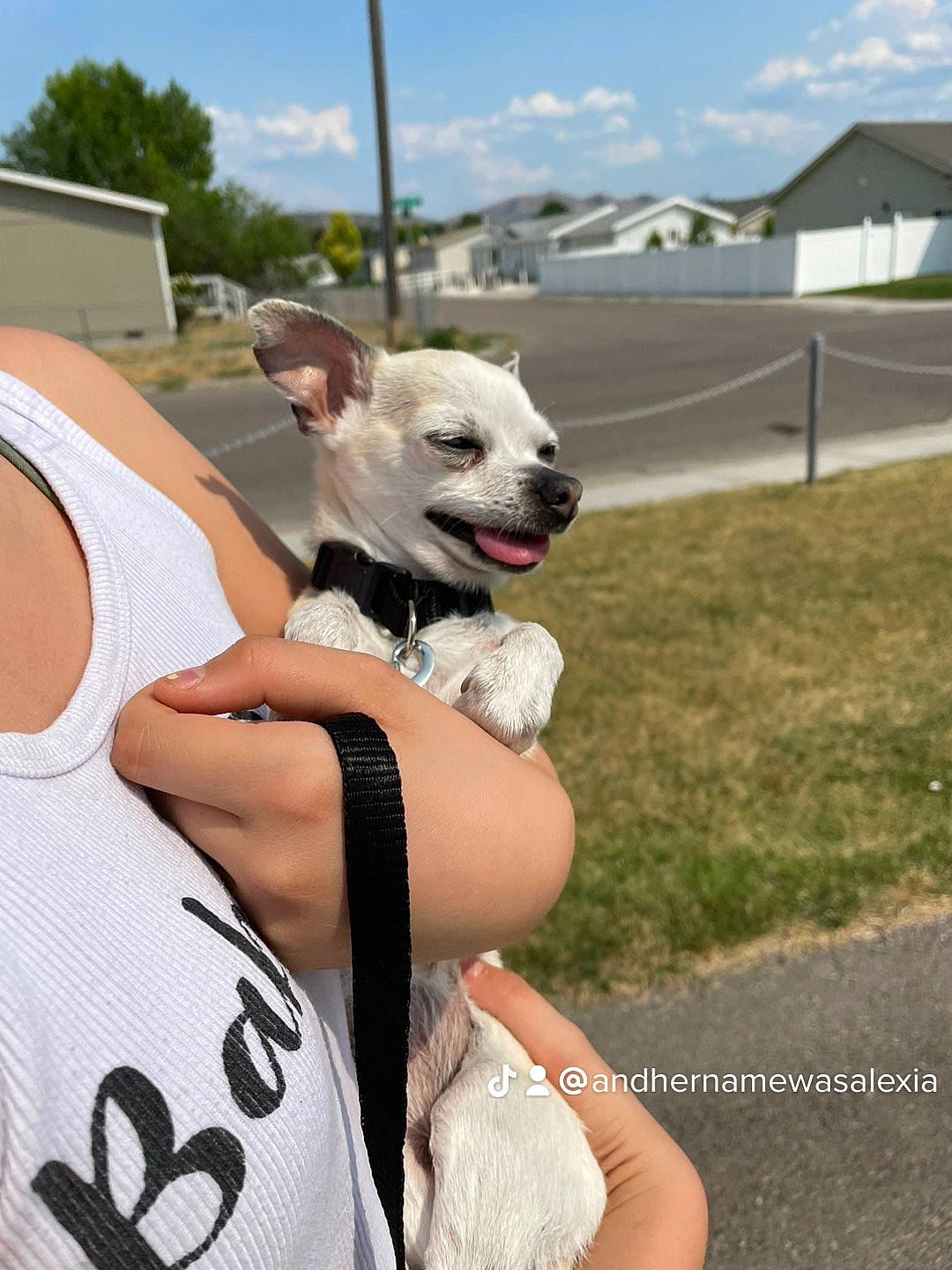 Chloe joined the competition — help win amazing prizes! canidae, carnivore, cloud, collar, companion_dog, corgi_chihuahua, dog, dog_breed, dog_collar, dog_supply, eyewear, fashion_accessory, fawn, fence, grass, non_sporting_group, sky, sporting_group, t_shirt, toy_dog