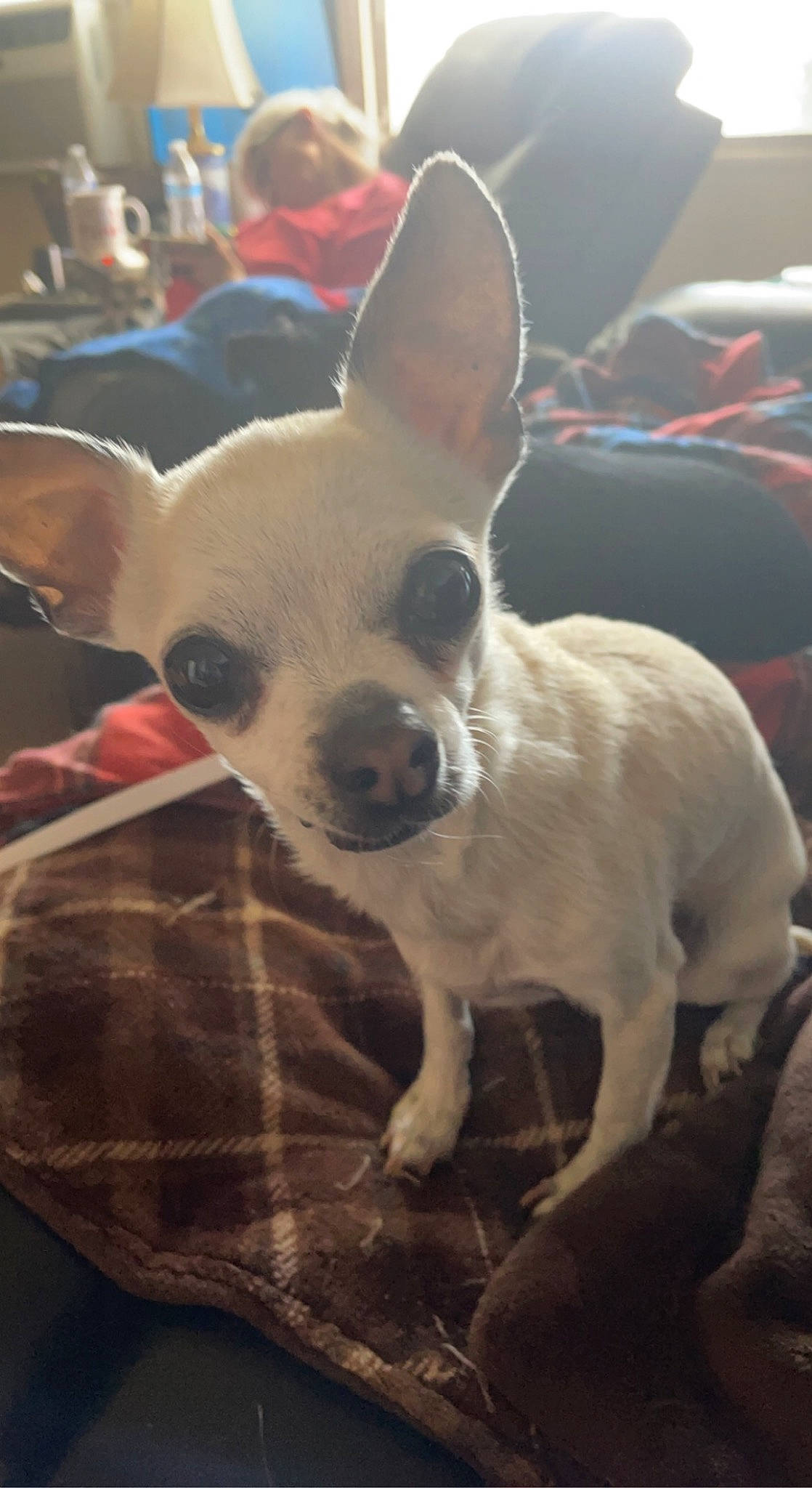 Chloe is registered to the contest to win money with this photo: canidae, carnivore, chihuahua, comfort, companion_dog, corgi_chihuahua, dog, dog_breed, dog_supply, ear, fawn, fur, non_sporting_group, puppy, snout, sporting_group, toy_dog, whiskers, working_animal
