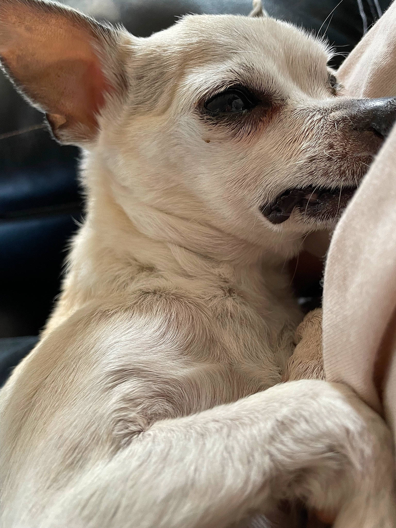 Chloe joined the competition — help win amazing prizes! ancient_dog_breeds, canidae, carnivore, companion_dog, corgi_chihuahua, dog, dog_breed, dog_collar, ear, fawn, fur, non_sporting_group, photography, snout, sporting_group, terrestrial_animal, toy_dog, whiskers, working_animal