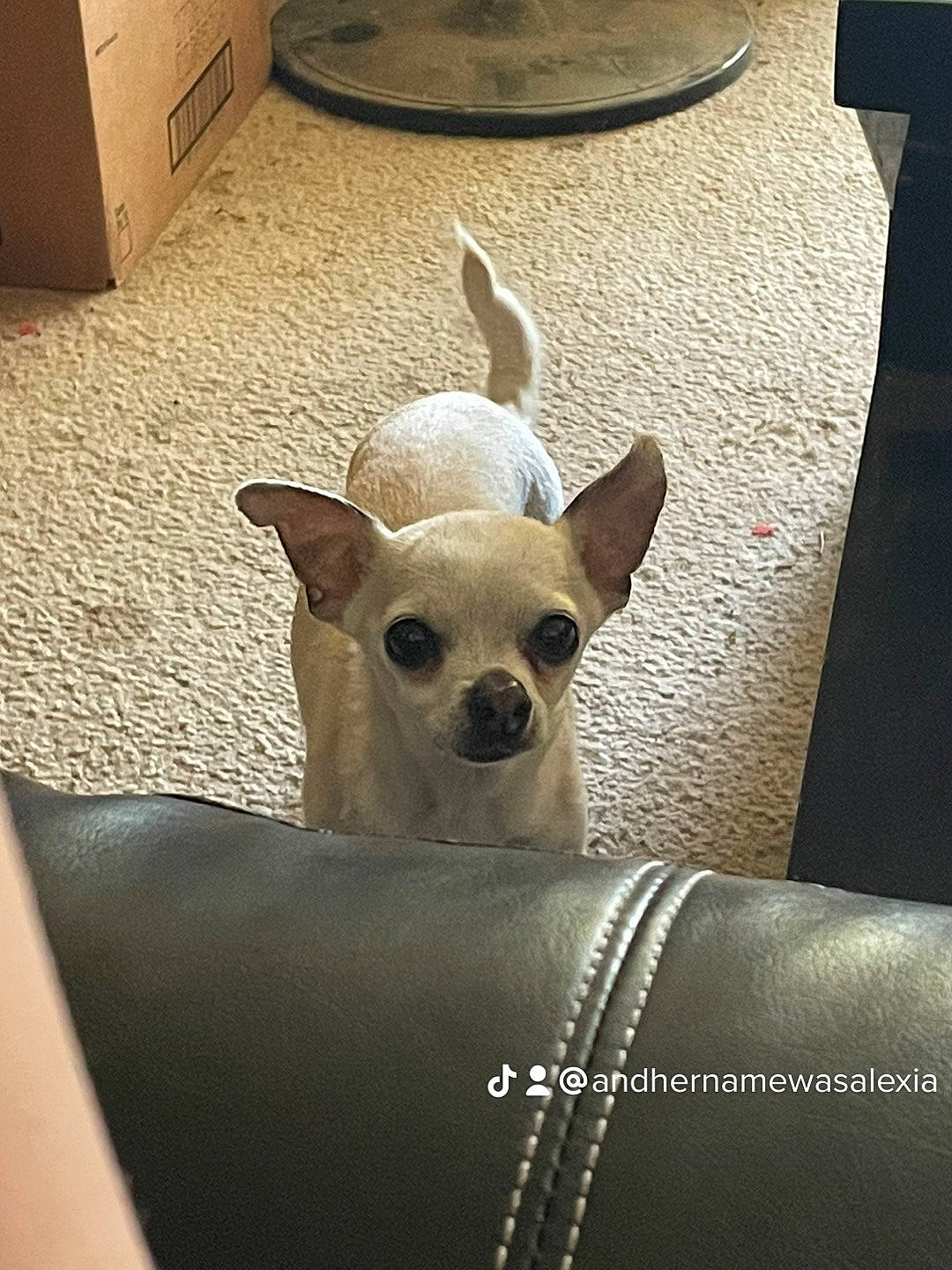 Chloe is registered to the contest to win money with this photo: canidae, carnivore, chair, chihuahua, comfort, companion_dog, couch, dog, dog_breed, ear, eyewear, fawn, flooring, head, snout, sporting_group, sunglasses, toy_dog, whiskers, wood