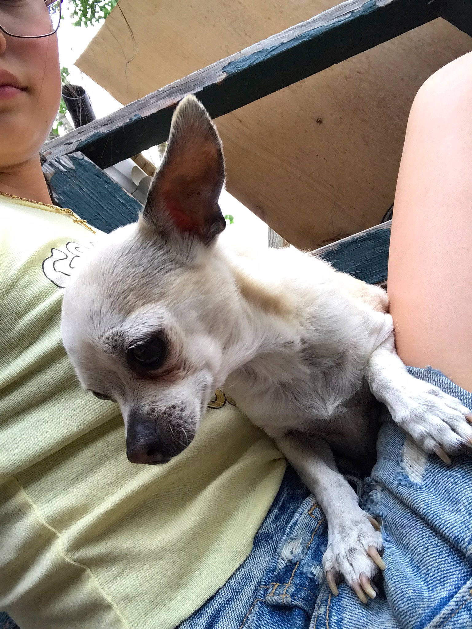 Chloe is registered to the contest to win money with this photo: canidae, carnivore, comfort, companion_dog, dog, dog_breed, ear, eye, eyewear, fawn, felidae, fur, non_sporting_group, snout, sporting_group, sunglasses, terrestrial_animal, toy_dog, whiskers, working_animal