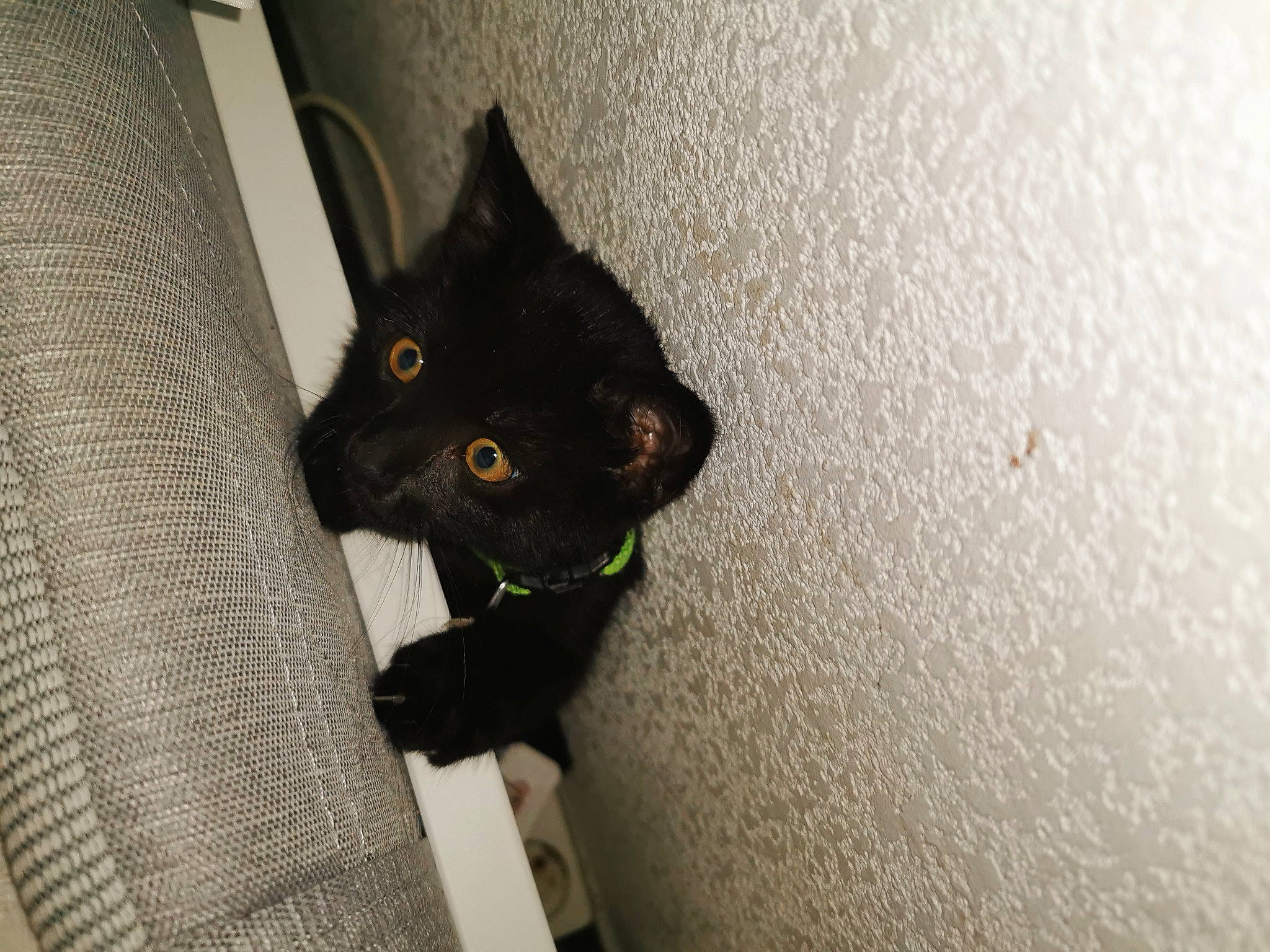 Chalix a rejoint le concours — aidez-le/la à gagner de superbes lots ! black_cat, bombay, carnivore, cat, domestic_short_haired_cat, felidae, flooring, fur, grey, small_to_medium_sized_cats, snout, tail, terrestrial_animal, whiskers, wood