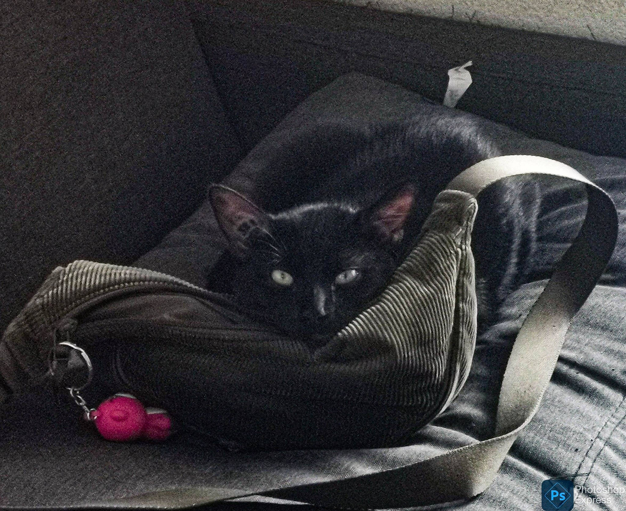 Chalix a rejoint le concours — aidez-le/la à gagner de superbes lots ! black_cat, bombay, carnivore, cat, cat_bed, cat_supply, chair, comfort, couch, darkness, domestic_short_haired_cat, felidae, fur, grey, nap, sitting, small_to_medium_sized_cats, tail, tints_and_shades, whiskers