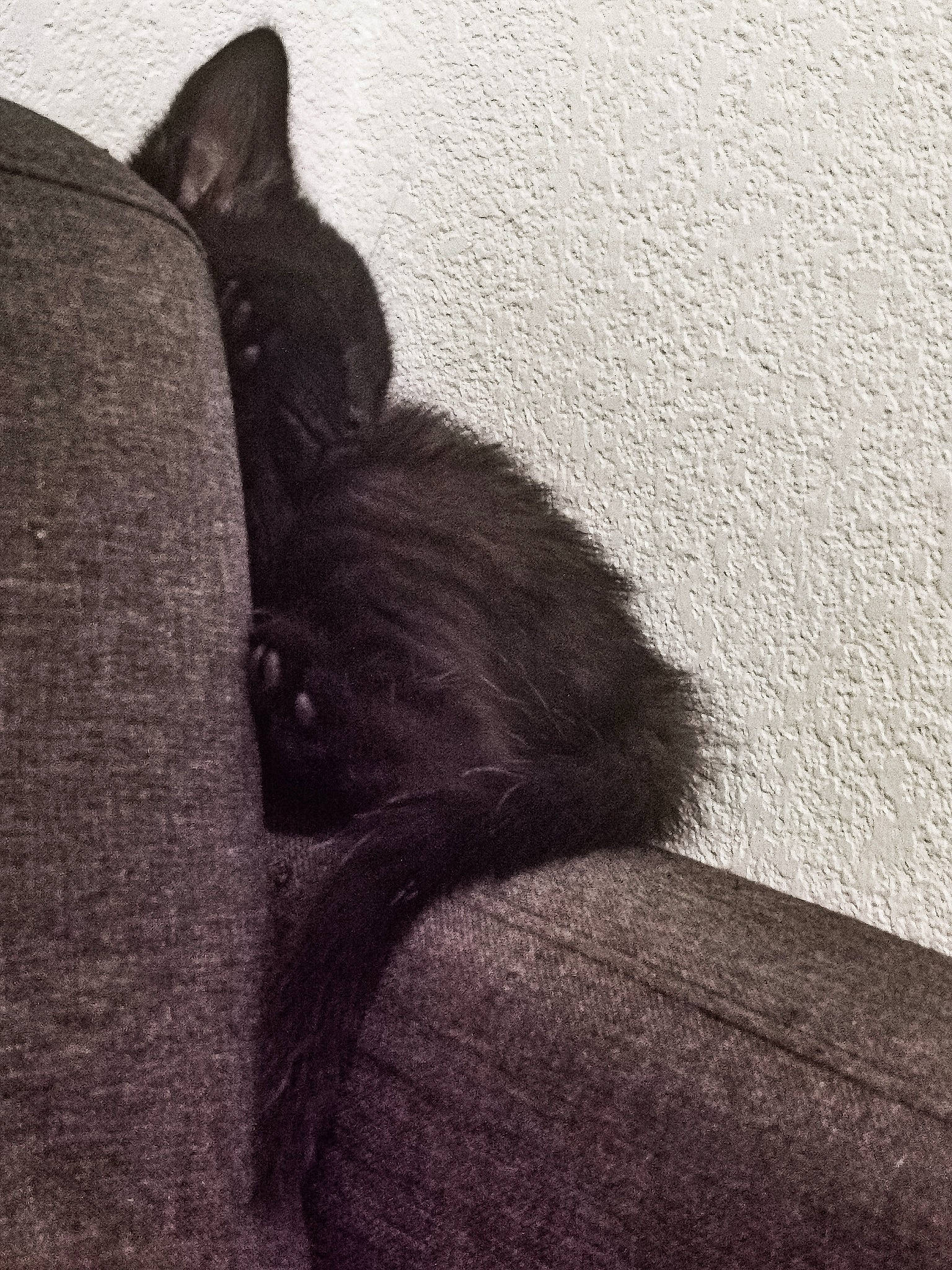 Chalix participe au concours pour gagner de l'argent avec cette photo : audio_equipment, canidae, cloud, comfort, dog_breed, fur, gesture, grey, human_leg, livestock, monochrome, monochrome_photography, sky, sporting_group, stallion, tail, tints_and_shades, whiskers, wood, working_animal