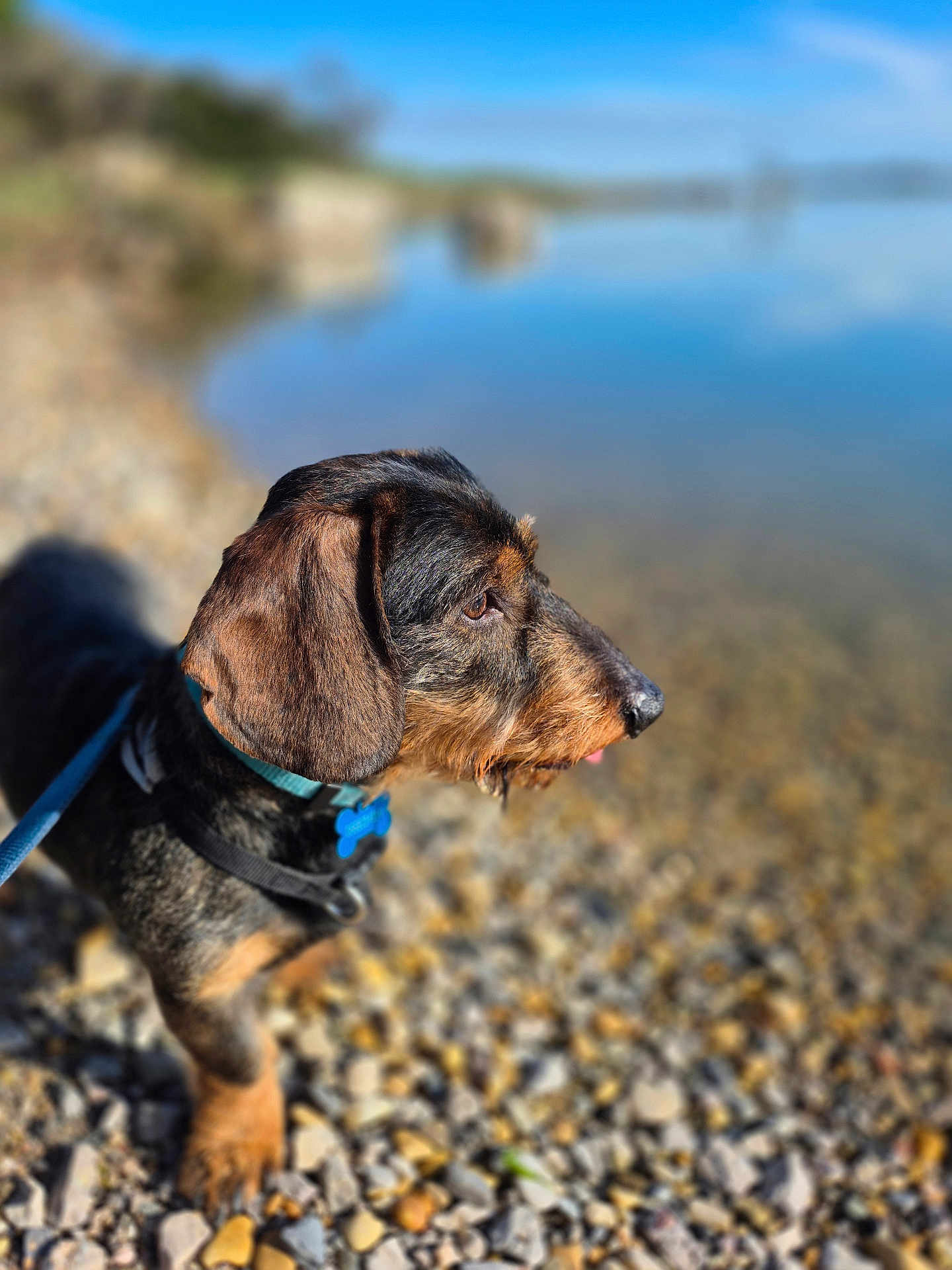 Winnie a rejoint le concours — aidez-le/la à gagner de superbes lots ! dog, dachshund, wire_haired, profile, pet, collar, leash, id_tag, pebbles, shore, lake, water, bokeh, shallow_depth_of_field, outdoors, sunlight, snout, ear, portrait, animal