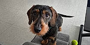 Winnie participe au concours pour gagner de l'argent avec cette photo : dog, dachshund, wire_haired, pet, indoor, tile_floor, tennis_ball, gray_ottoman, textured_fabric, cardboard_boxes, cabinet, curious_gaze, big_eyes, whiskers, snout, paws, collar, tail, living_room, portrait