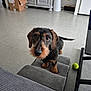 dog, dachshund, wire_haired, pet, indoor, tile_floor, tennis_ball, gray_ottoman, textured_fabric, cardboard_boxes, cabinet, curious_gaze, big_eyes, whiskers, snout, paws, collar, tail, living_room, portrait