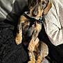 Winnie participe au concours pour gagner de l'argent avec cette photo : dog, dachshund, puppy, wirehaired, pet, couch, sofa, blanket, collar, paws, fur, cute, portrait, indoor, snuggling, human_arm, sweater, leather_couch, relaxed, sitting