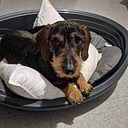Winnie participe au concours pour gagner de l'argent avec cette photo : dog, dachshund, wire_haired_dachshund, pet, bed, pillow, basket, paws, eyes, muzzle, whiskers, indoor, tiled_floor, cozy, looking_at_camera, closeup, portrait, brown_and_black, backpack, jacket