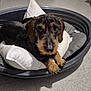 dog, dachshund, wire_haired_dachshund, pet, bed, pillow, basket, paws, eyes, muzzle, whiskers, indoor, tiled_floor, cozy, looking_at_camera, closeup, portrait, brown_and_black, backpack, jacket