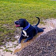 Shelby joined the competition — help win amazing prizes! animal, boxer, bulldog, canine, dog, grass, gravel, hound, labradorretriever, mud, outdoors, pet, pitbull, plant, pointer, puddle, puppy, road, soil, water