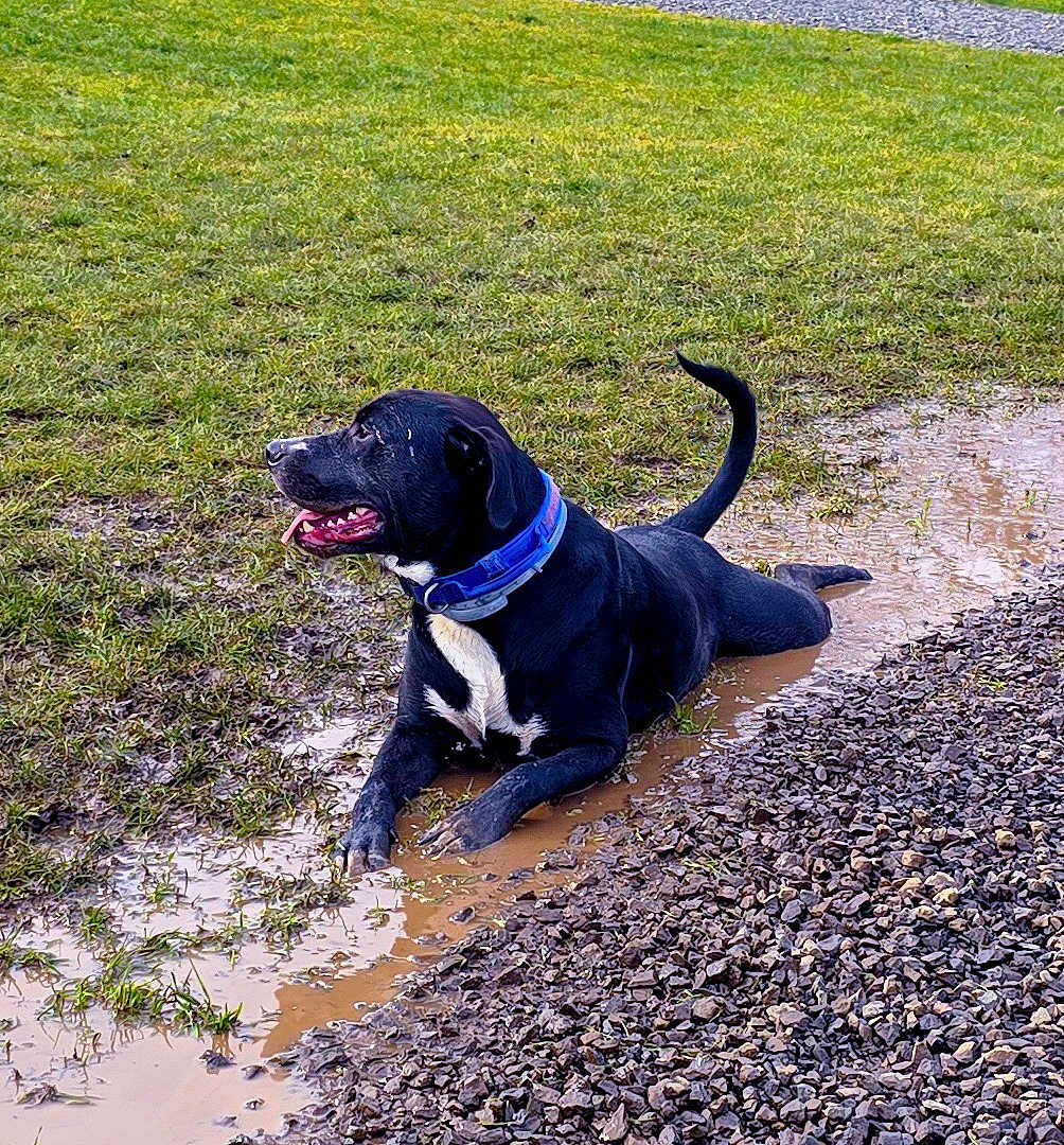 Shelby joined the competition — help win amazing prizes! animal, boxer, bulldog, canine, dog, grass, gravel, hound, labradorretriever, mud, outdoors, pet, pitbull, plant, pointer, puddle, puppy, road, soil, water