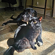 Smokey joined the competition — help win amazing prizes! accessories, animal, blackcat, canine, cat, chair, dog, flagstone, furniture, hardwood, hound, labradorretriever, path, pet, puppy, slate, strap, tile, walkway, wood