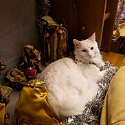 Lulu participe au concours pour gagner de l'argent avec cette photo : cat, white_cat, tinsel, nativity_scene, figurines, golden_fabric, indoor, holiday_decor, feline, resting, table, decorations, christmas, ornaments, cozy, pet, animal, holiday, celebration, soft_fur