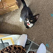 Rex joined the competition — help win amazing prizes! kitten, cat, black_and_white_cat, carpet, white_socks, leopard_print_pants, feet, indoor, basket, cardboard_boxes, playful, pet, looking_up, meowing, animal, feline, floor, home, cute, young_cat
