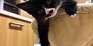 Rex is registered to the contest to win money with this photo: kitten, cat, black_and_white, whiskers, cat_tree, paw, indoor, kitchen, cabinet, furniture, curious, pet, animal, cute, playful, domestic, household, young, fur, looking
