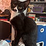 Rex joined the competition — help win amazing prizes! cat, kitten, black_and_white, pet, indoor, furniture, bookshelf, books, storage_bin, curious, ears, whiskers, tail, ottoman, head_tilt, cozy, room, sitting, young_cat, portrait