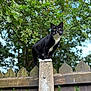 Diesel joined the competition — help win amazing prizes! cat, black_and_white, fence, wooden_fence, outdoor, greenery, trees, sky, animal, pet, curious, balanced, nature, daylight, whiskers, paws, post, vertical, close_up, alert