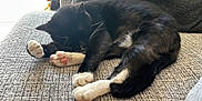 Diesel is registered to the contest to win money with this photo: cat, sleeping, black_and_white, paw_pads, fluffy, couch, furniture, indoor, cozy, relaxed, pet, whiskers, fur, animal, cute, resting, domestic_cat, nap, soft_light, closeup