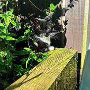 Diesel is registered to the contest to win money with this photo: cat, black_and_white, sunlight, plants, leaves, wood, fence, shadow, nature, outdoor, pet, resting, greenery, moss, animal, whiskers, peaceful, garden, close_up, daylight