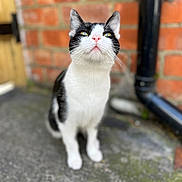 Thunder is registered to the contest to win money with this photo: cat, black_and_white, outdoor, brick_wall, pipe, concrete, curious, pet, animal, mammal, feline, whiskers, ears, nose, sitting, looking_up, blurred_background, daylight, close_up, street