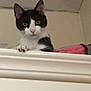 Thunder is registered to the contest to win money with this photo: cat, black_and_white, pet, indoor, curious, green_eyes, feline, paw, ledge, broom, wall, ceiling, closeup, looking, animal, whiskers, ears, nose, domestic_cat, household