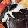 Thunder is registered to the contest to win money with this photo: cat, black_and_white, sleeping, curled_up, paw, fur, blanket, cozy, indoor, pet, animal, resting, cute, whiskers, close_up, soft, comfort, domestic, mammal, relaxed